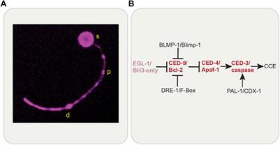 Repurposing the Killing Machine: Non-canonical Roles of the Cell Death Apparatus in Caenorhabditis elegans Neurons